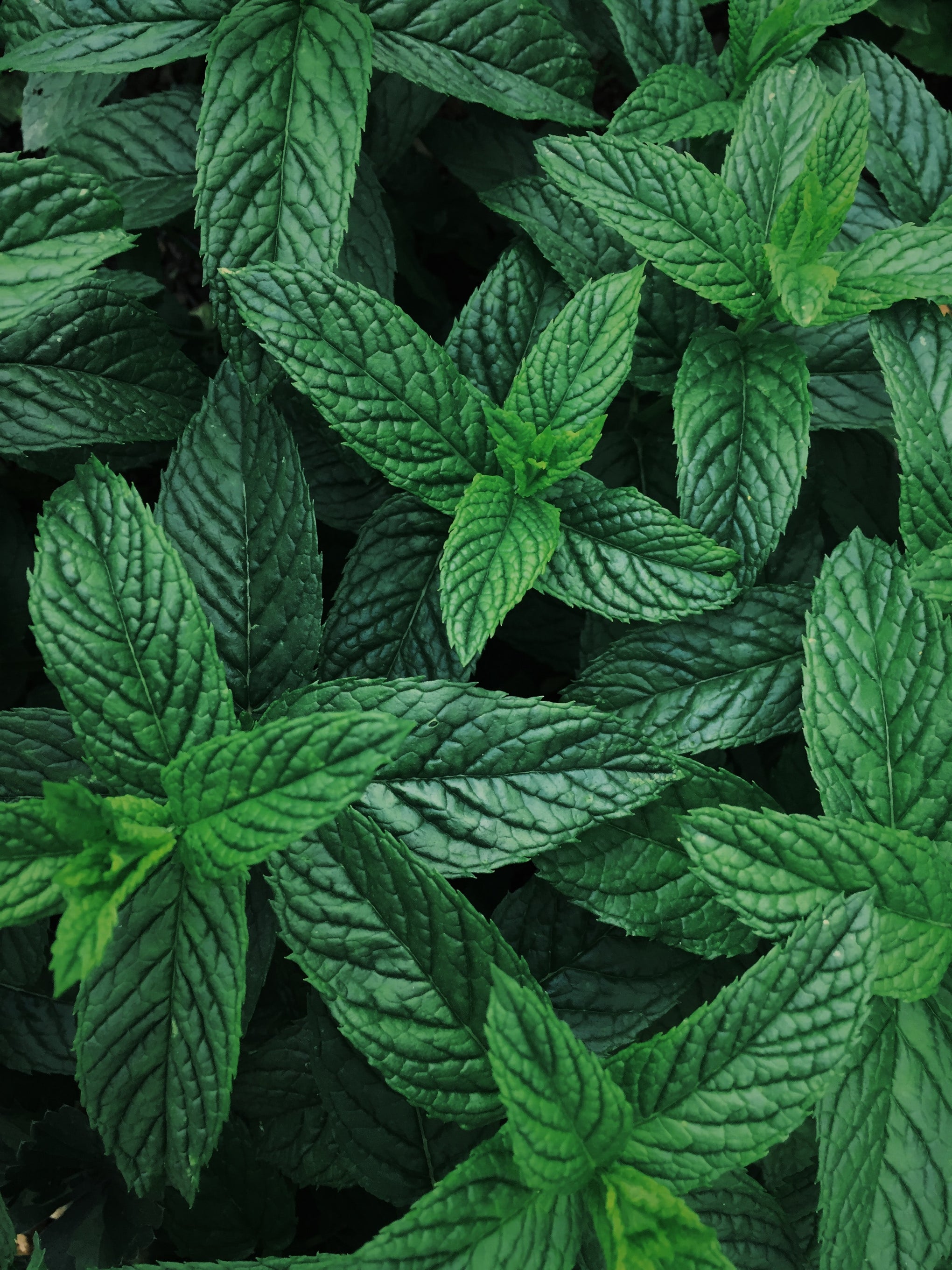 PEPPERMINT CONDITIONER